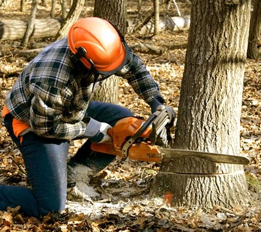 Tree Removal in Cantonment, FL